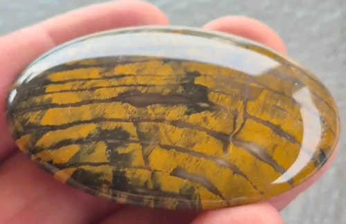 PETRIFIED WOOD-JMW0005